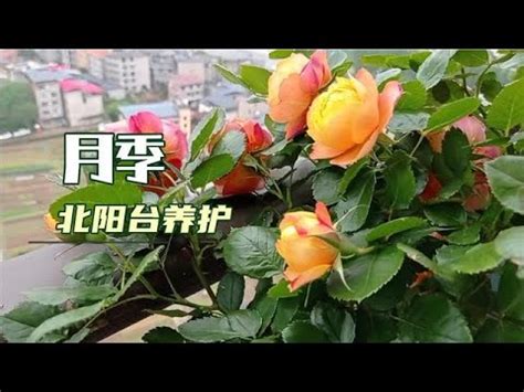 陽台種玫瑰|陽臺種玫瑰花，怎樣才能養活？